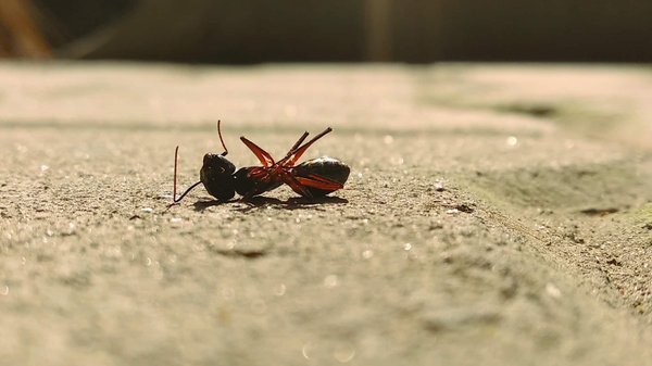 Comment prévenir les insectes dans une maison à Amiens ?