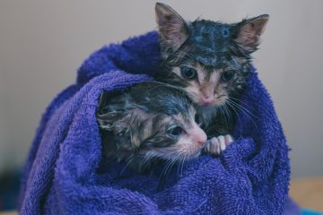 silver tabby kitten on blue textile