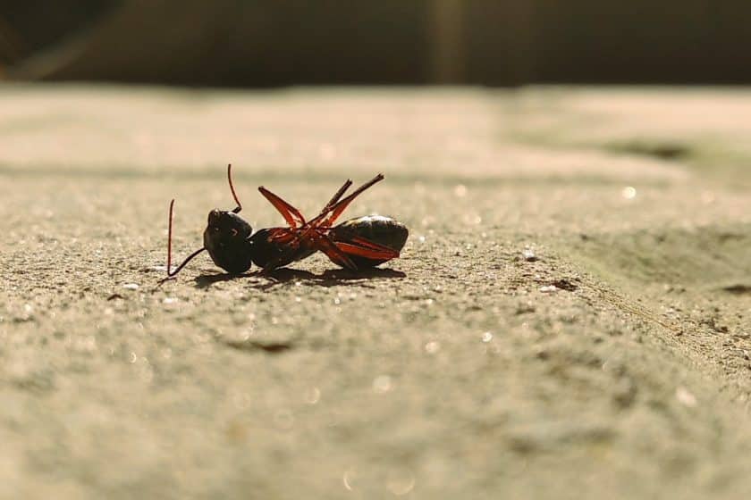 Comment prévenir les insectes dans une maison à Amiens ?